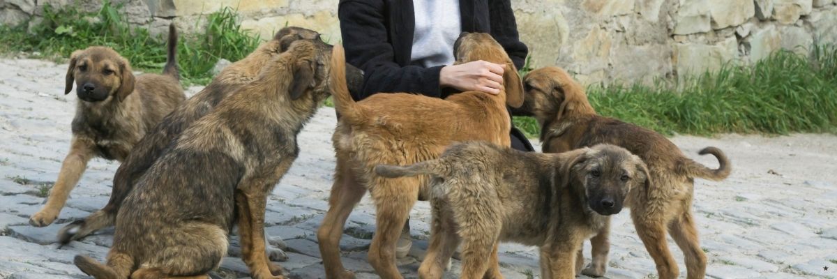 Manisa’da Hayvanseverlerle Bir Gün