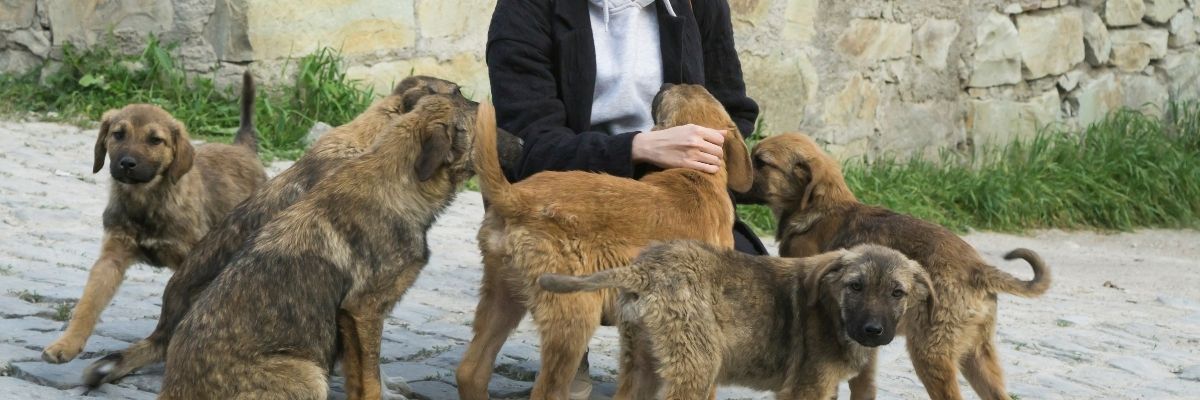 Manisa’da Hayvanseverlerle Bir Gün